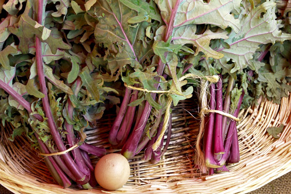 red_stem_baby_kale