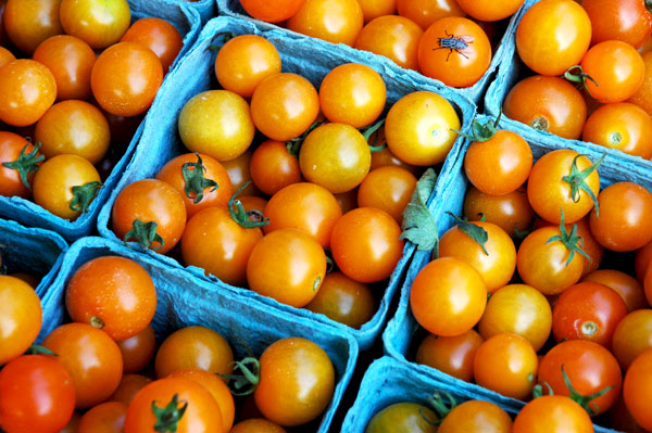 Bill_Maxwell_golden_cherry_tomatoes