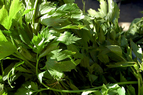 Maxwell_farm_lovage