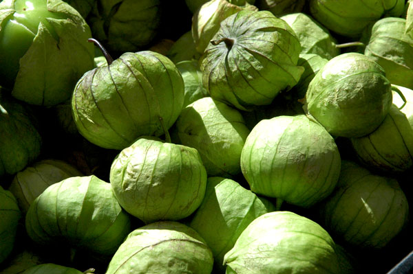 Maxwell_farm_tomatillos