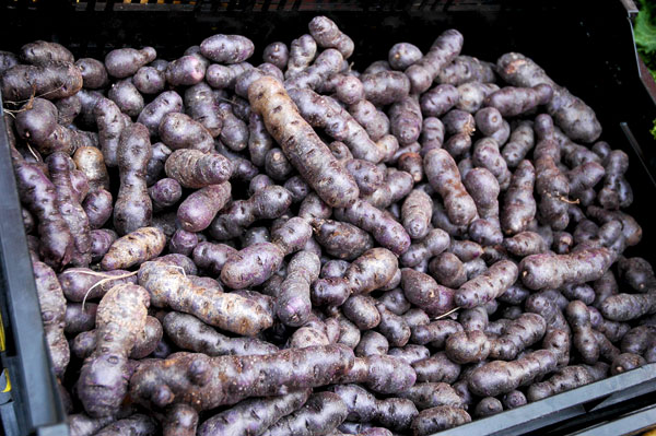 Purple_Peruvian_Potatoes Purple_Peruvian_Potatoes
