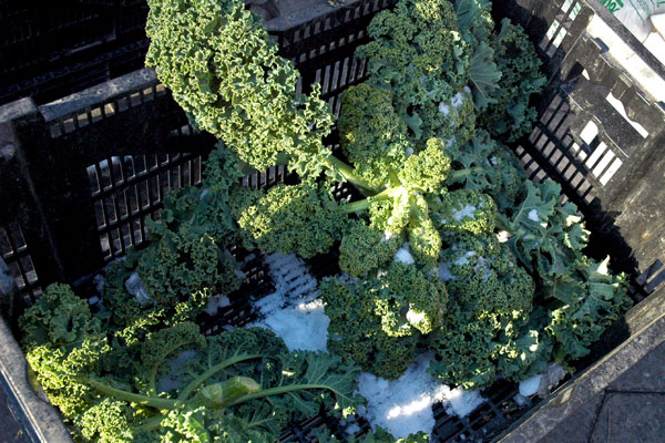 Keiths_Farm_Winterbor_Kale Keiths_Farm_Winterbor_Kale