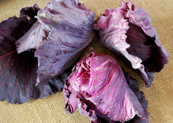 red_cabbage_Queens_County_Farm_Museum red_cabbage_Queens_County_Farm_Museum