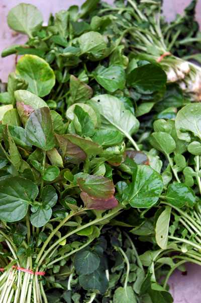 upland_cress_Paffenroth upland_cress_Paffenroth