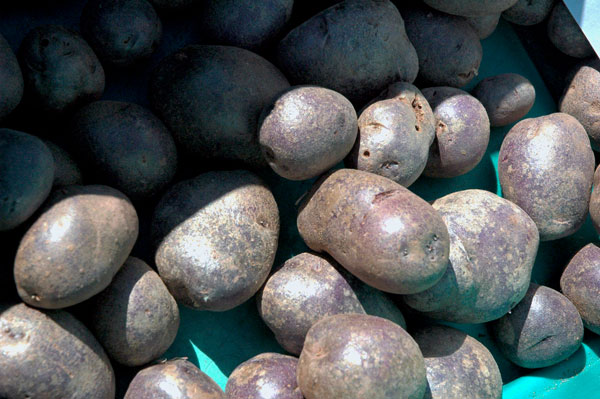 Adirondack_Blue_potatoes_Windfall_Farms