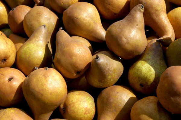 Bosc_pears_Migliorelli_Farms Bosc_pears_Migliorelli_Farms