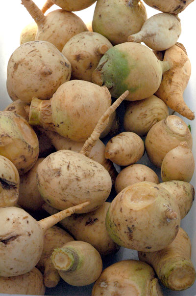 Gold_Ball_turnips_Windfall Gold_Ball_turnips_Windfall