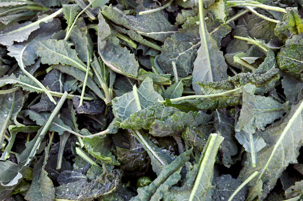 cavalo_nero_young_Norwich_Farms cavalo_nero_young_Norwich_Farms