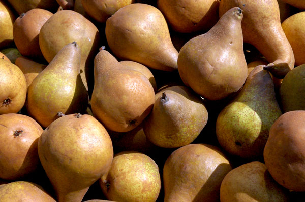 Bosc_Pears_Migliorelli