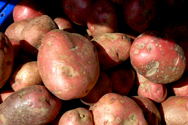 French_Fingerlings_Norwich