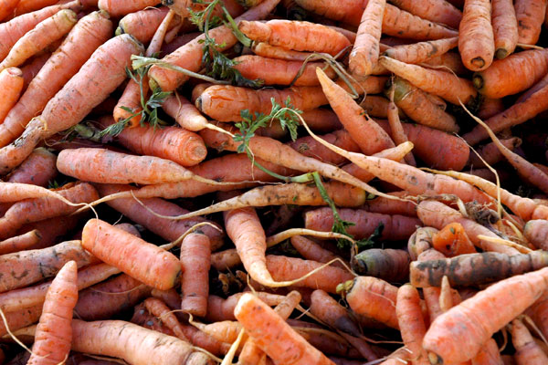 varicolored_carrots_Norwich