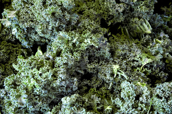 kale_Bodhitree_Farm