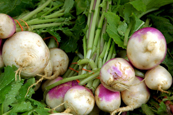 turnips_Bodhitree