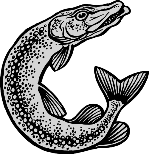 Esox_lucius_Drawing copy