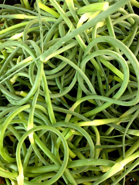 garlic_scapes_Maxwells_Farmstand
