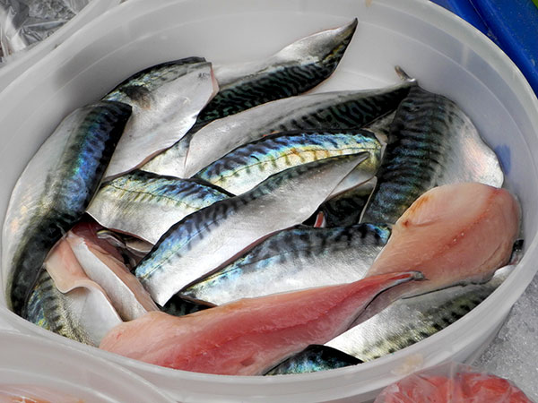 Boston_Mackerel_Pura_Vida