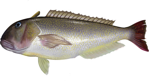 golden_tilefishFNL_NB