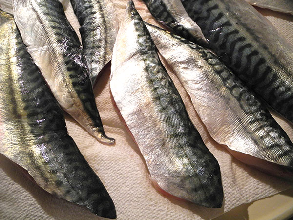 Boston_mackerel_fillets
