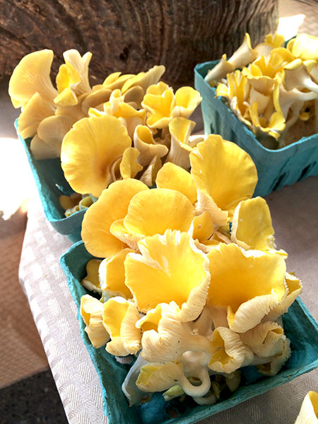 Golden_Oyster_Mushrooms