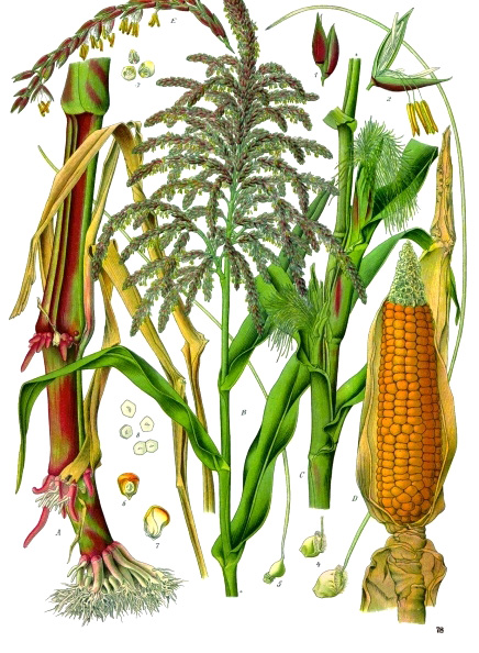corn_Zea_mays_-_Köhler–s_Medizinal-Pflanzen-283