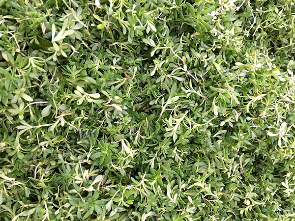 stone_crop_Lani