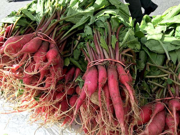 Shunkyo_radish