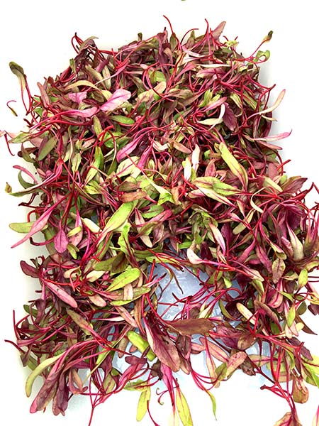 beet_greens_micro2