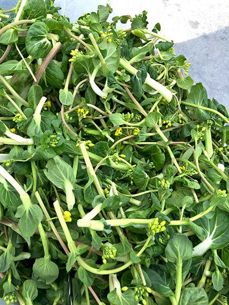 flowering_pak_choi_Alewife