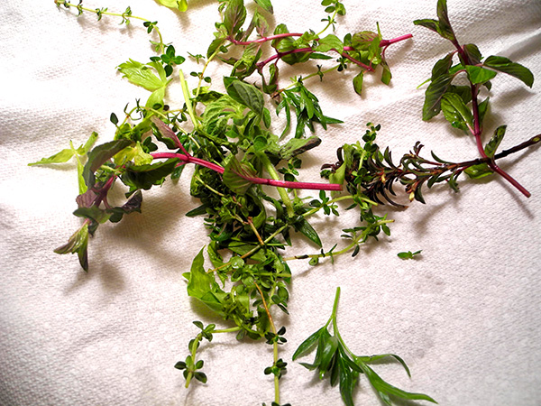 herbs_for_porgy