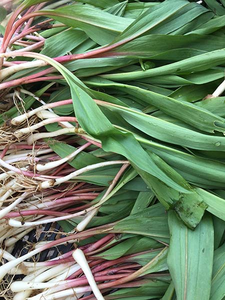 ramps_Berried_Treasures