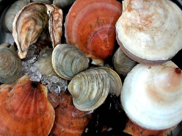 shellfishmarket