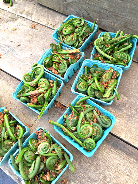 fiddleheads_Tamarck_Hollow