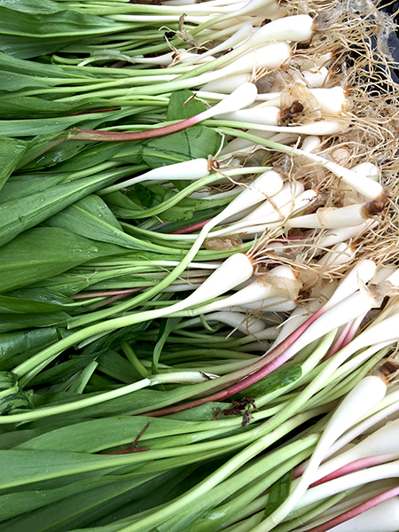 ramps_Beried_Treasures