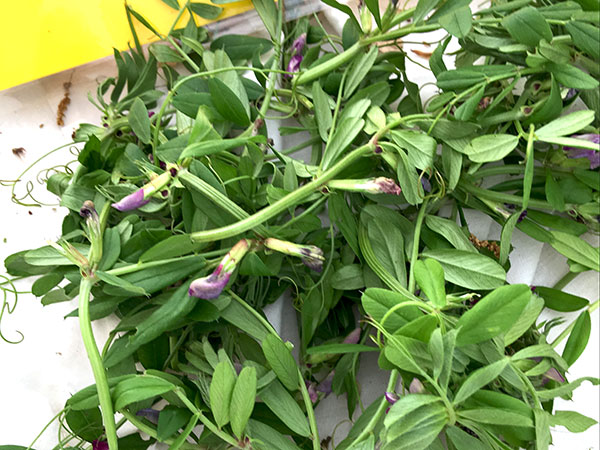 vetch