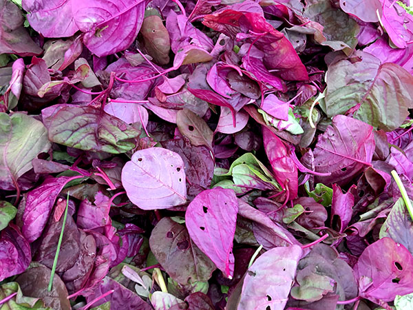 Red_Amaranth