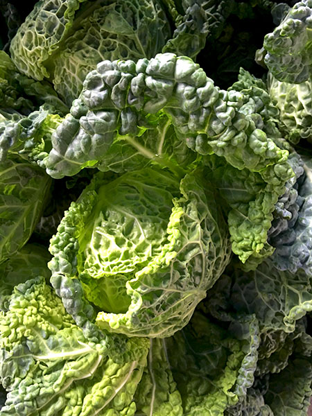 Savoy_cabbage