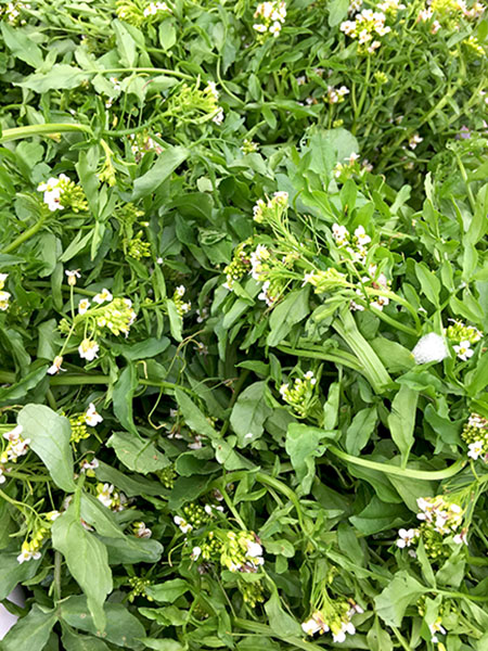 cress_flowering_wild2