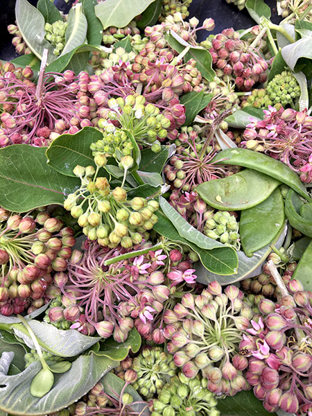 milkweed_buds
