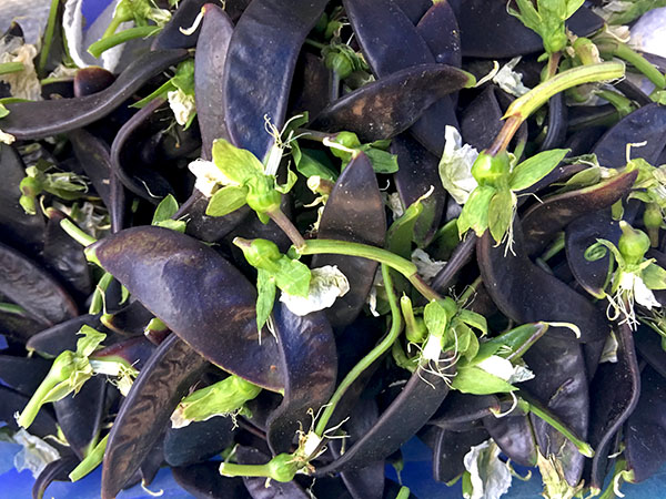 purple_snow_peas
