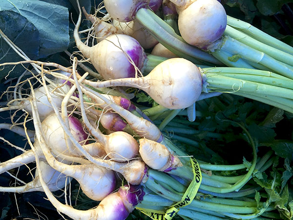 purple_top_turnips
