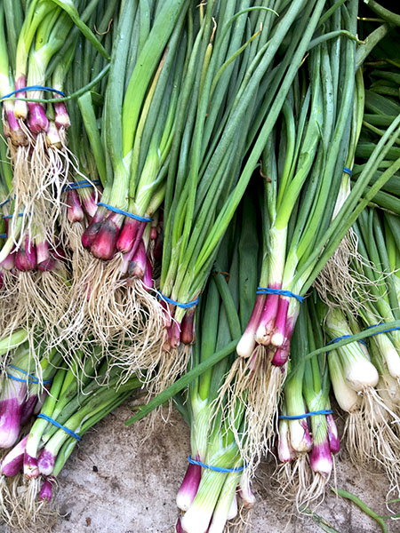 spring_onions