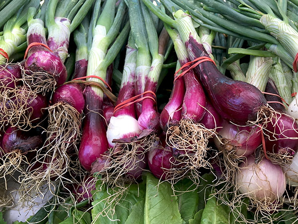 young_red_onions