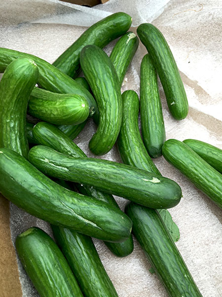 Persian_cucumbers