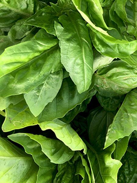 basil