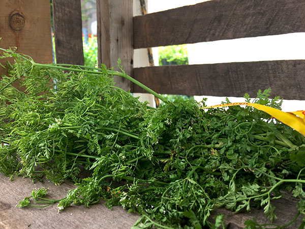 chervil_blossoming