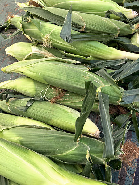 corn_ears