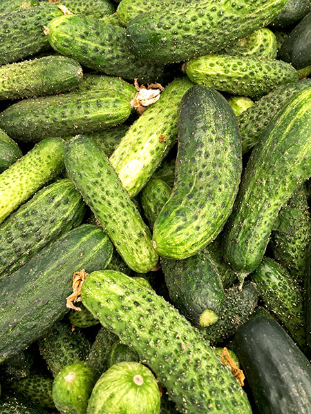cucumbers_Asian3