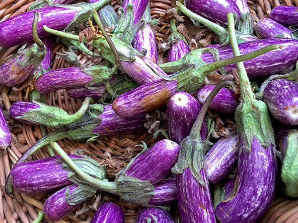 eggplant_fairy_2