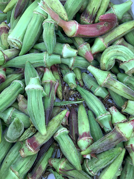 okra2