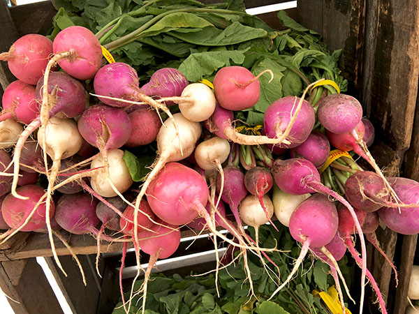 particolor_radishes